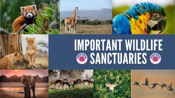 You are currently viewing Important wildlife sanctuaries in India